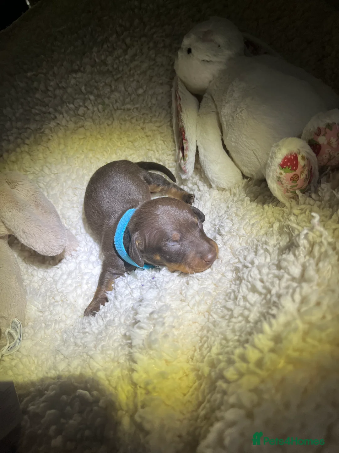 Miniature Dachshund dogs for sale: Miniature dachshund for sale  - Advert 7