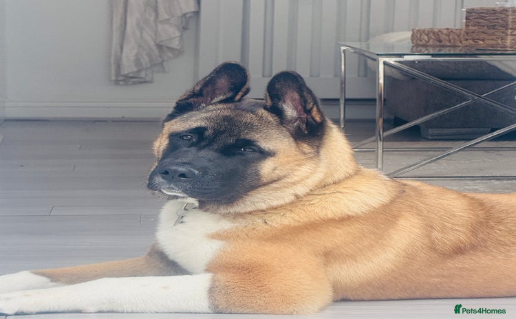 Akita dogs - Advert 1