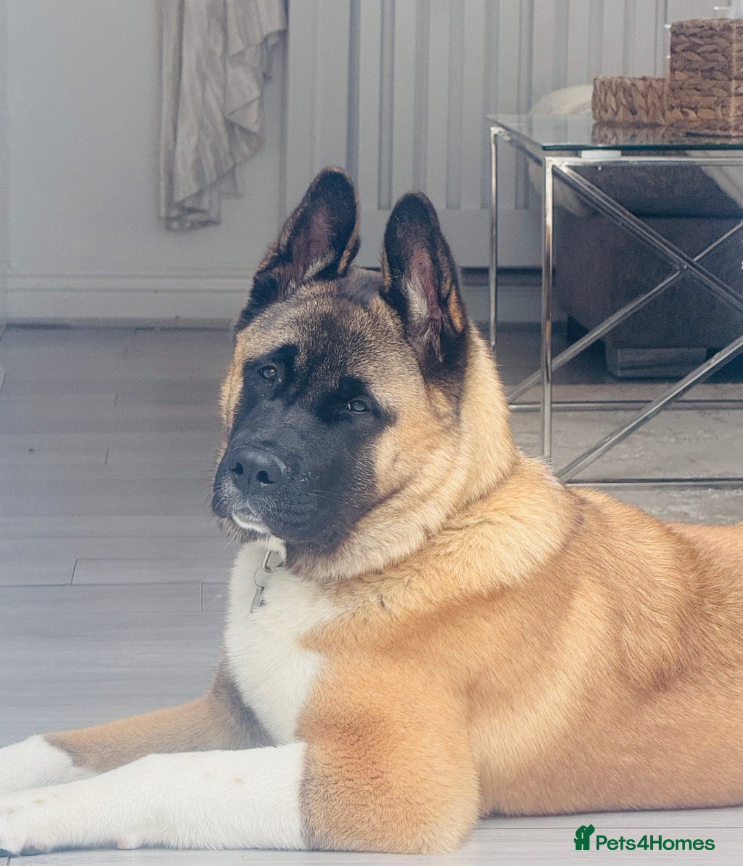 Akita dogs for stud: Akita Stud – Strong, Loyal & Family Raised - Image 1