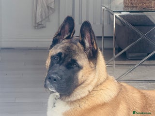 Akita dogs - Advert 6
