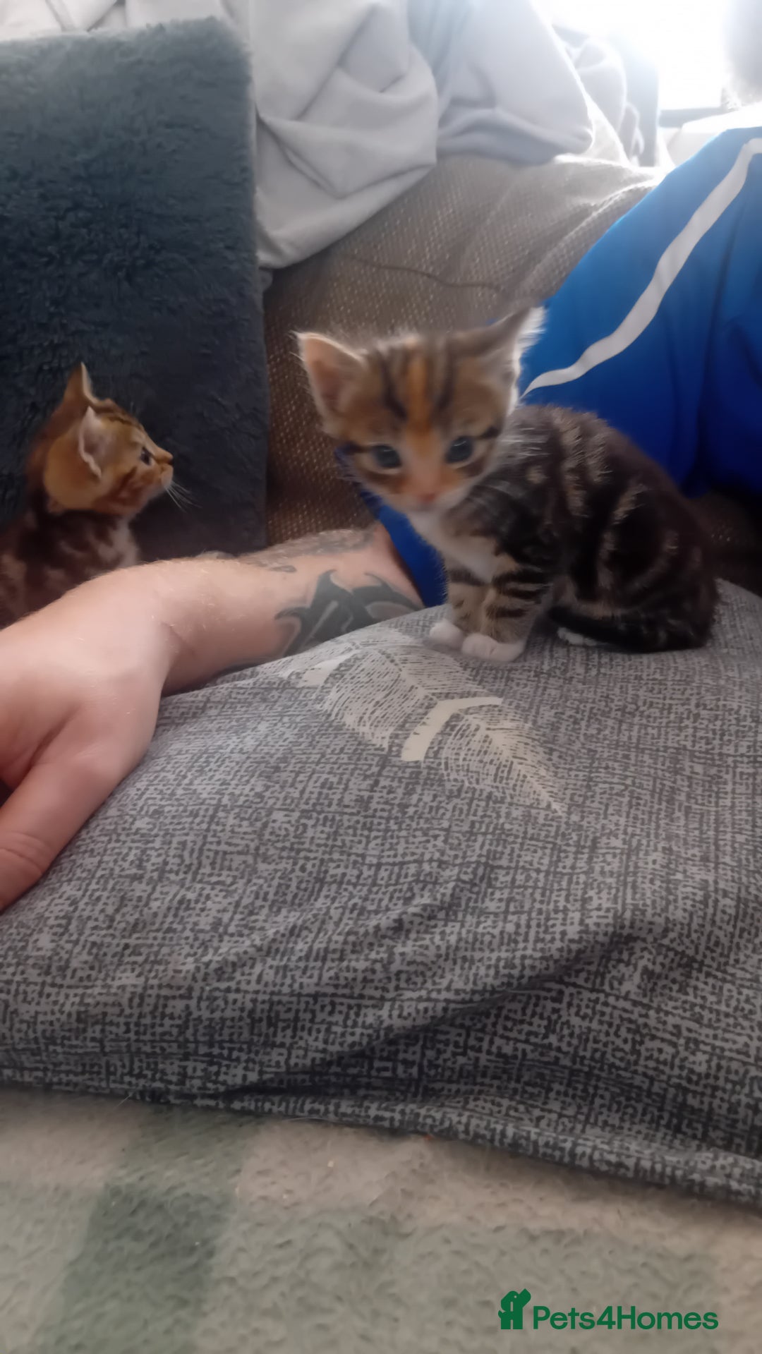 Bengal cats for sale: Bengal cross kittens  - Image 4