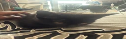 Mixed Breed cats for sale: 2 male kittens  - Advert 3
