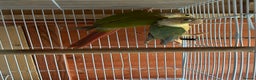Conures birds for sale: Conures young pair  - Advert 1