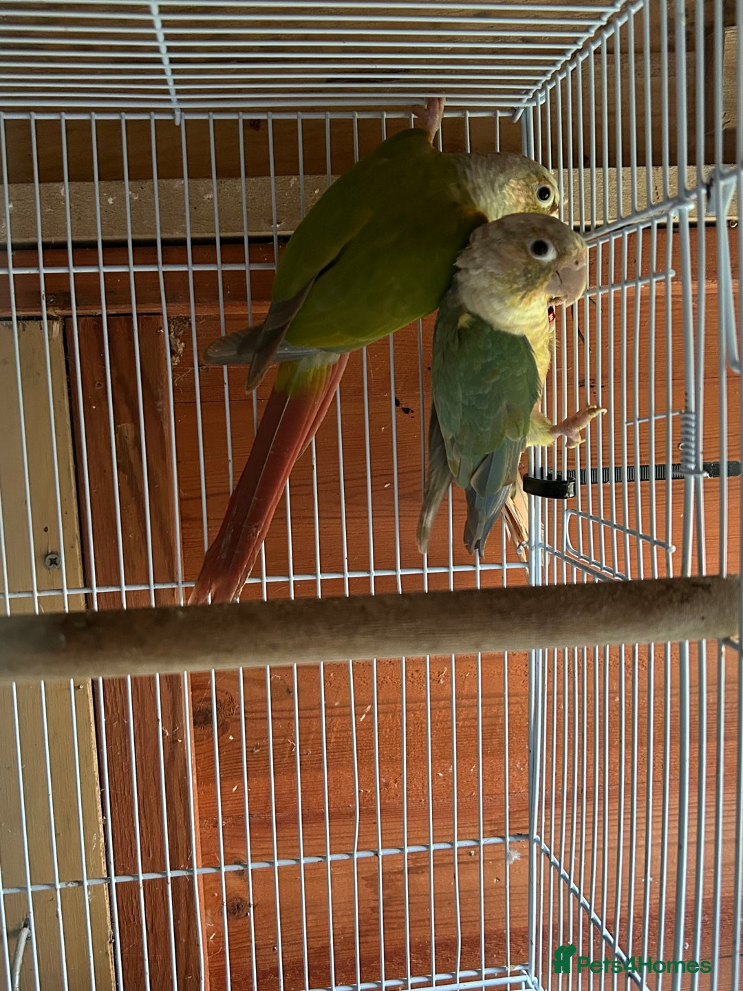 Conures birds for sale: Conures young pair  - Advert 1