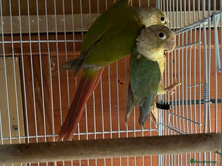 Conures birds Conures young pair - Advert 14