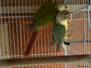 Conures birds Conures young pair - Advert 15