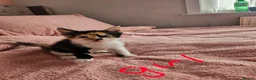 Mixed Breed cats for sale: Gorgeous kittens looking for their forever home - Advert 2
