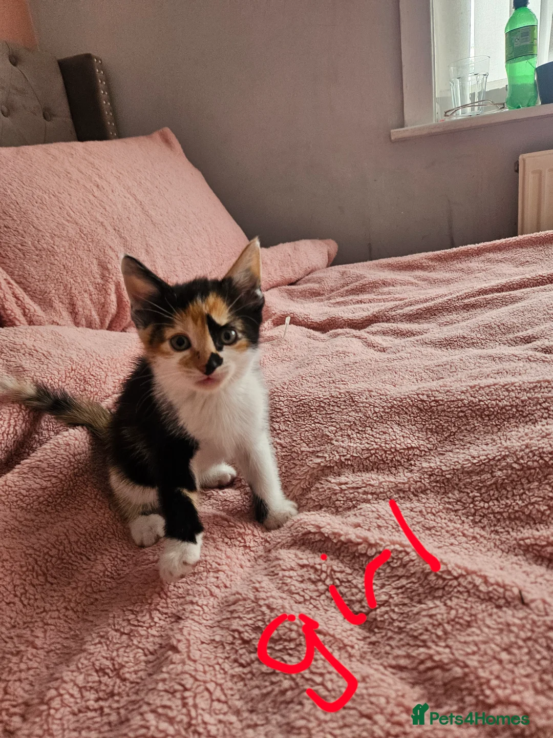Mixed Breed cats for sale: Gorgeous kittens looking for their forever home - Advert 2