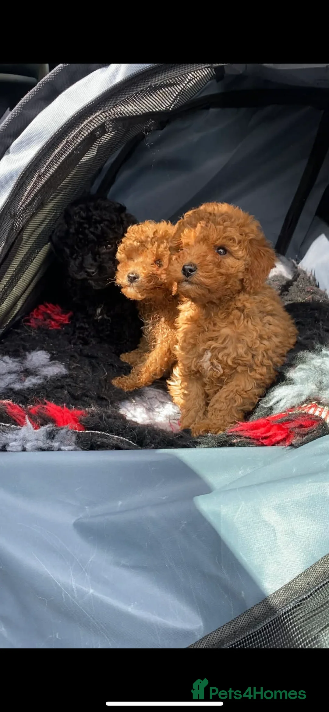 Toy Poodle dogs for sale: 2 Toy Poodle Puppies in Colne - Advert 12