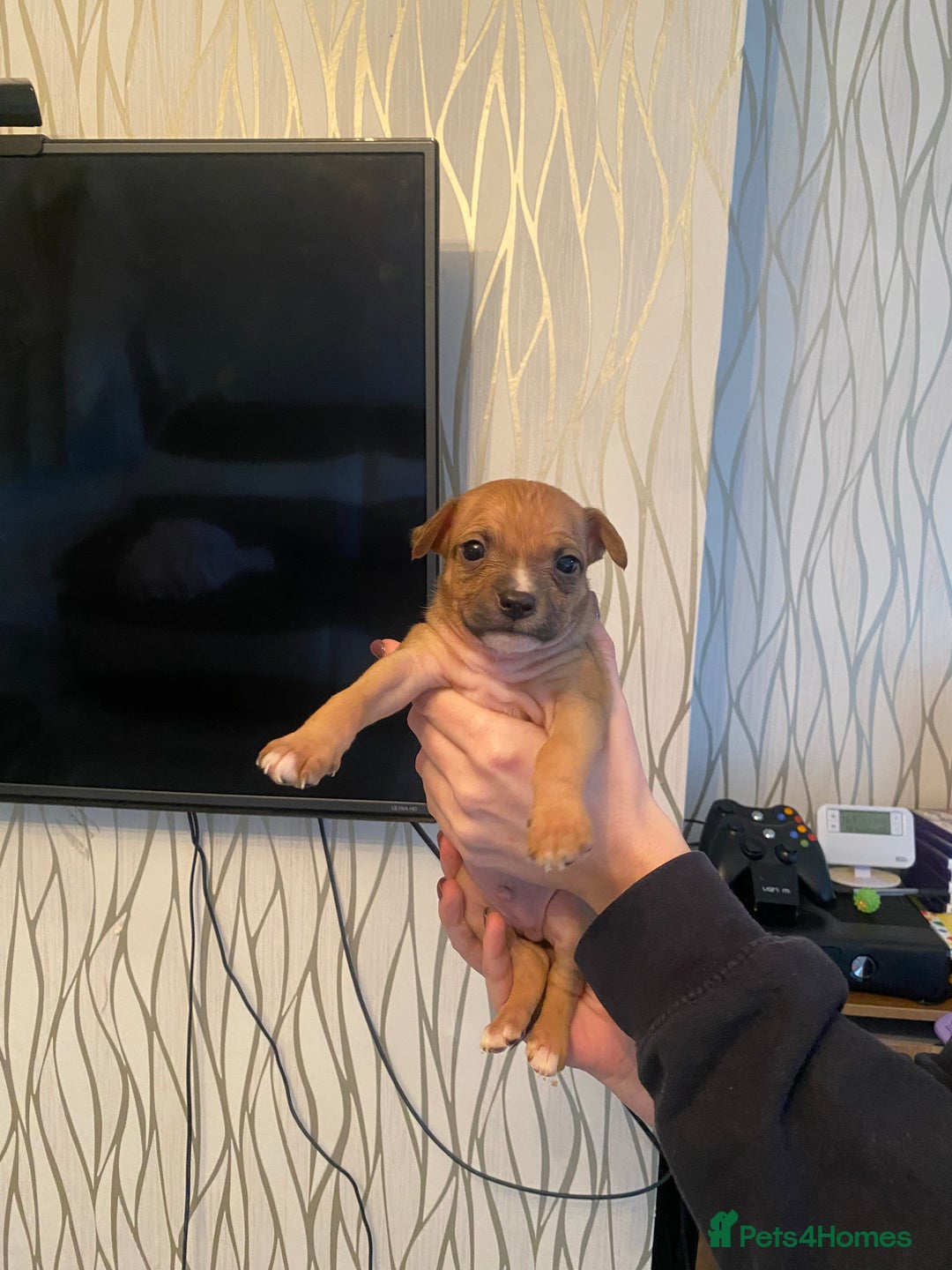 Mixed Breed dogs for sale: Pomstaff puppies - Advert 9