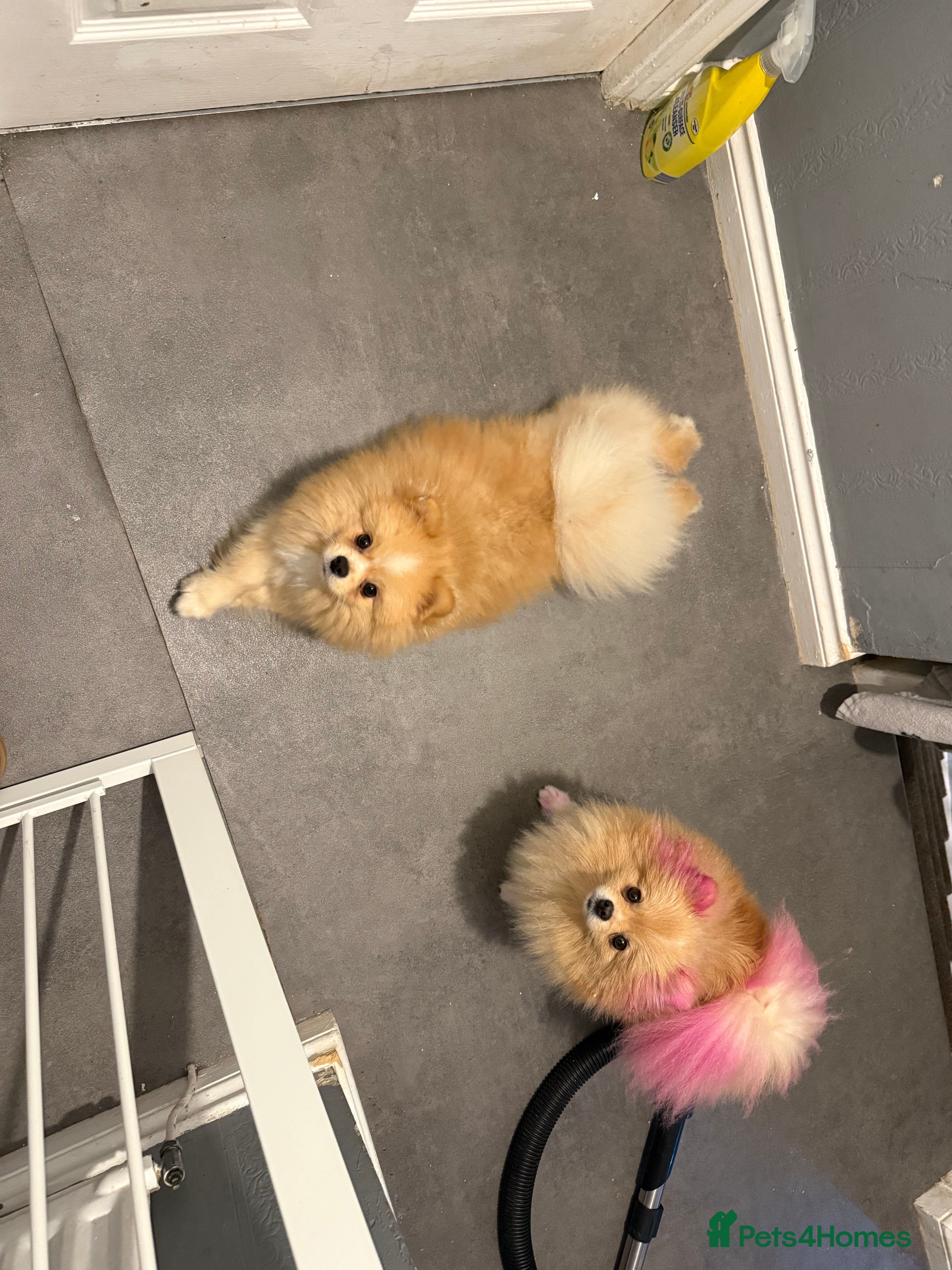 Pomeranian dogs Beautiful fluffy pomeranian boy - Advert 17