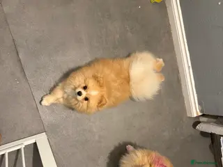 Pomeranian dogs Beautiful fluffy pomeranian boy - Advert 17