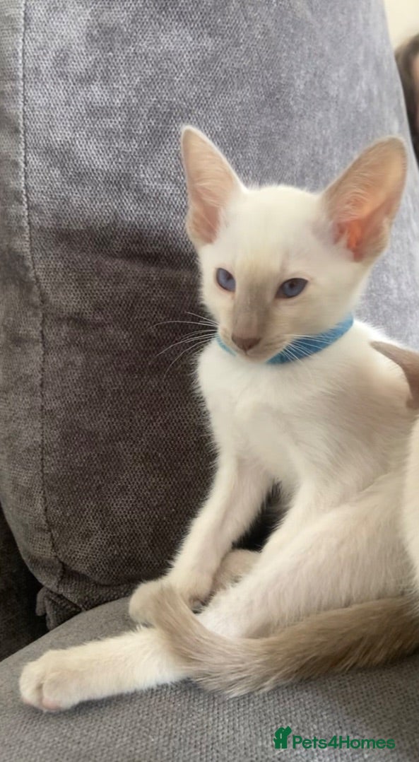 Siamese cats 2 boys left Full Siamese lilac/blue point's  - Advert 3