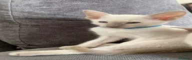 Siamese Kitten 1