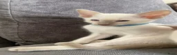 Siamese cats for sale: 1 boy left Full Siamese lilac point ready to go - Advert 17