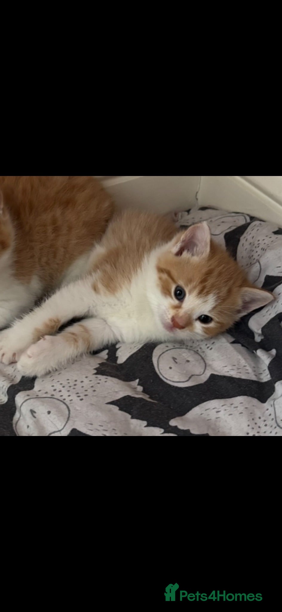 Mixed Breed cats Kittens 2 beautiful ginger/white sisters  😸🐈 - Advert 1