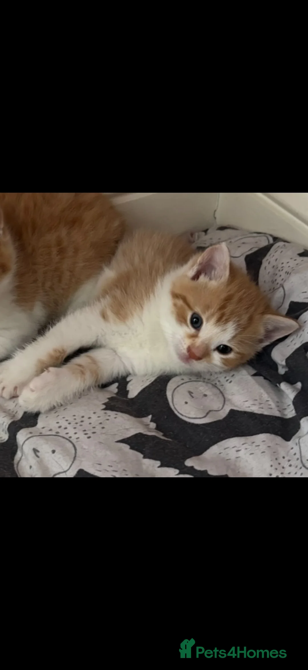 Mixed Breed cats for sale: Kittens ready now 2 females left ginger/white!😸🐈 - Advert 1