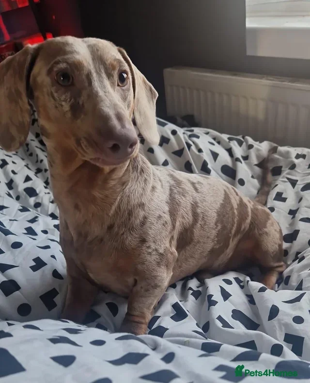 Dachshund dogs PROVEN dapple daschund stud  - Advert 10