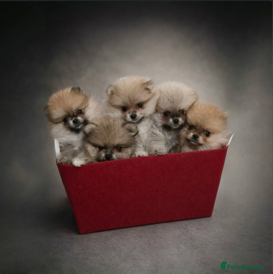 Pomeranian dogs Top Quality 🐻 Teddy Bears  - Advert 7