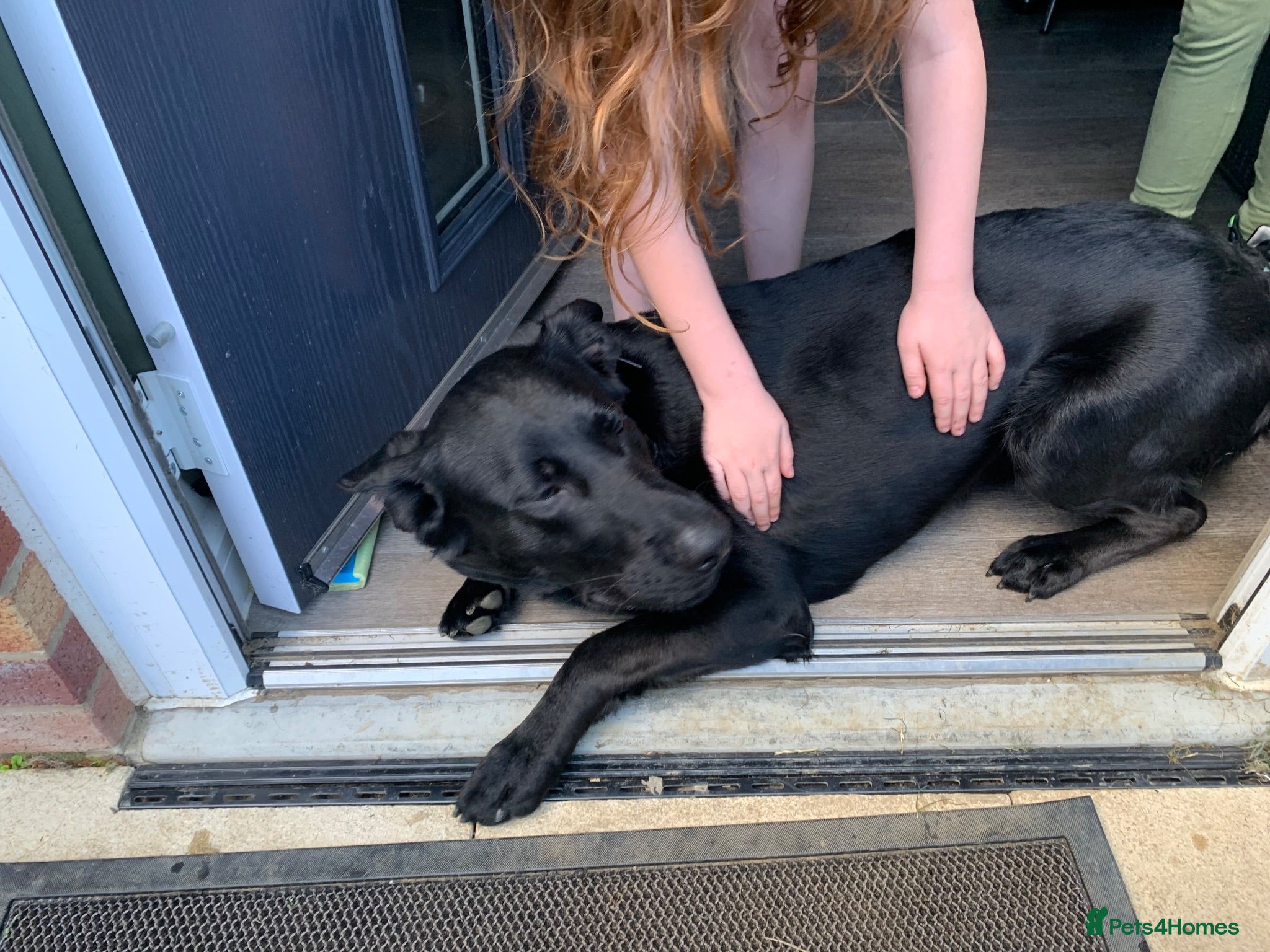 Mixed Breed dogs 3/4 German Shepherd X 1/4 Labrador  - Advert 2