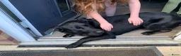 Mixed Breed dogs for sale: 3/4 German Shepherd X 1/4 Labrador  - Advert 2
