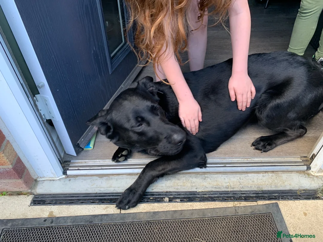 Mixed Breed dogs for sale: 3/4 German Shepherd X 1/4 Labrador  - Advert 2