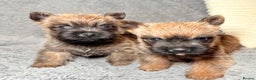 Cairn Terrier dogs for sale: STUNNING cairn terrier babies 🐾 - Advert 13