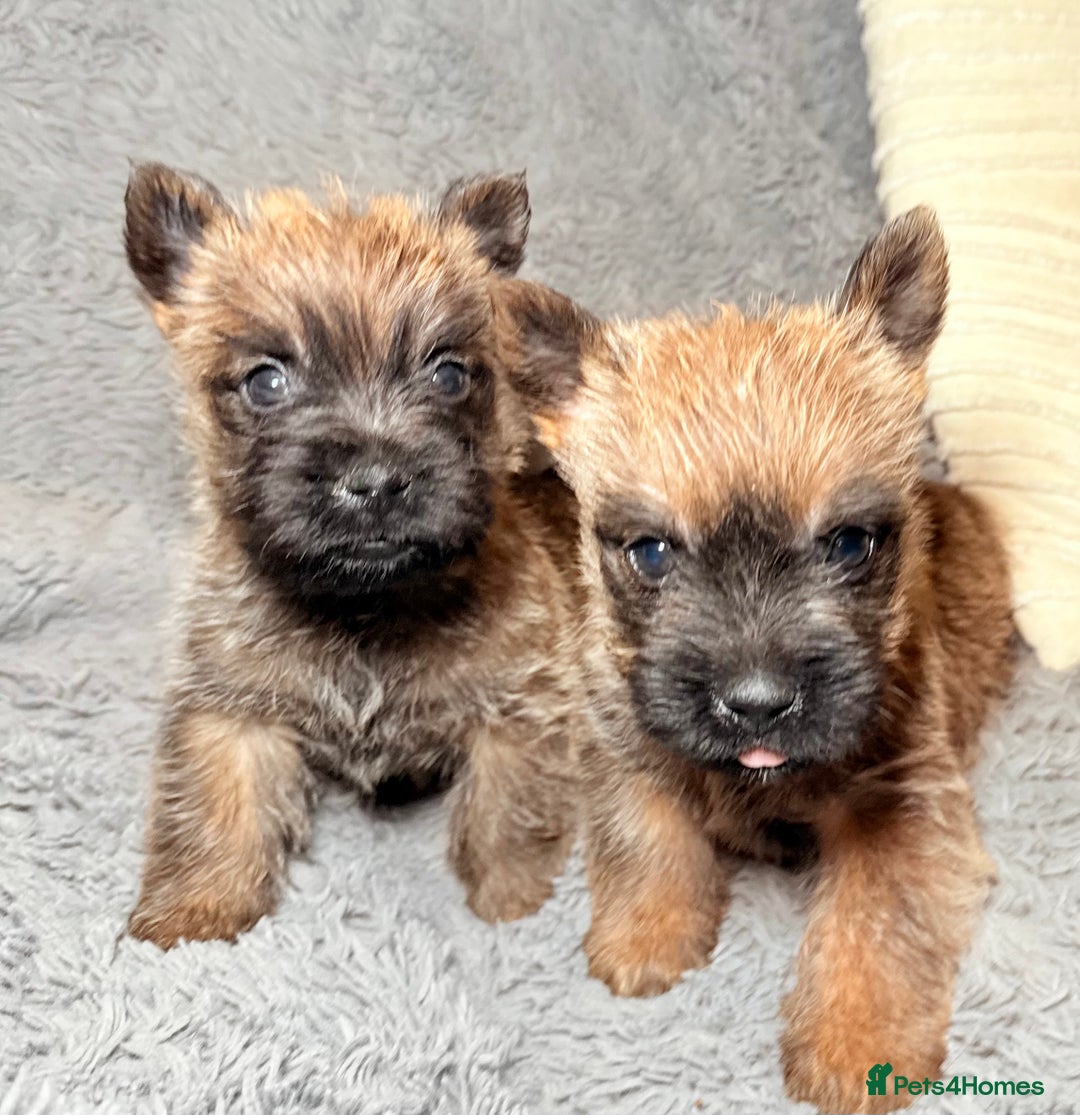 Cairn Terrier dogs for sale: STUNNING cairn terrier babies 🐾 - Advert 13