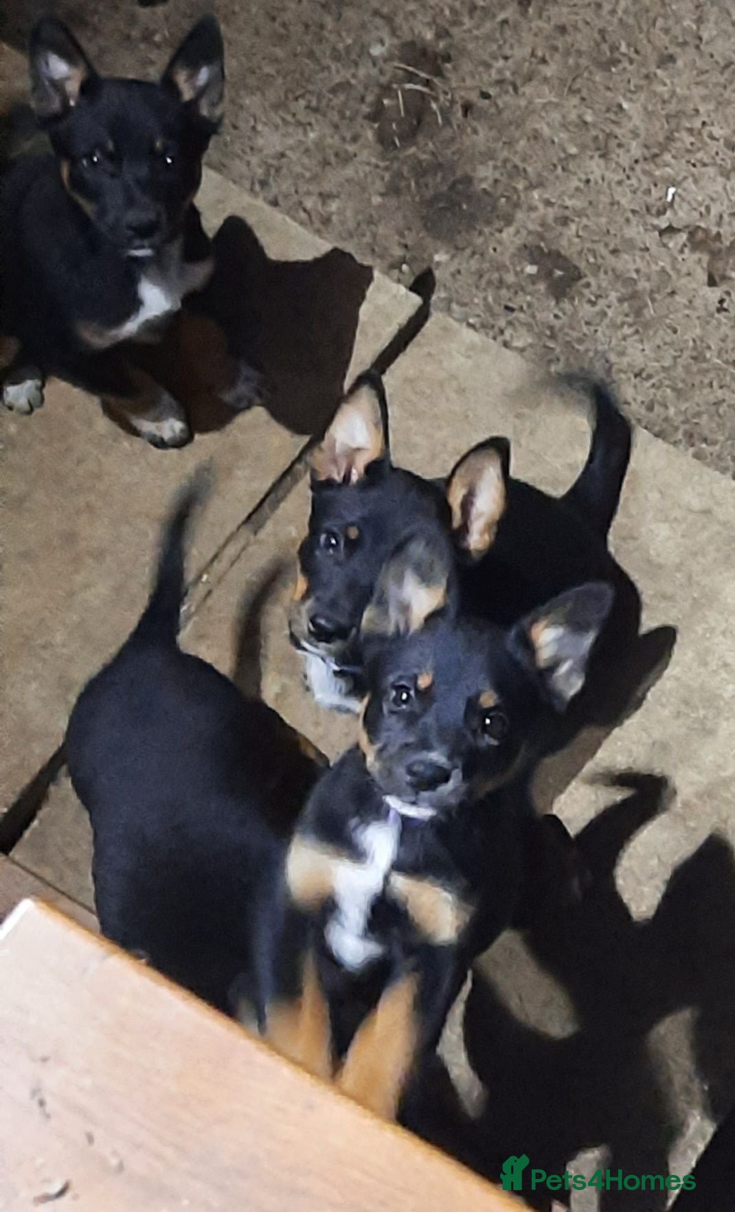 Mixed Breed dogs Australian Kelpie x Australian cattle dog puppies - Advert 1