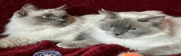Ragdoll cats for sale: GCCFreg.parents ChampionBloodline 5GENpedigree BSH - Advert 3