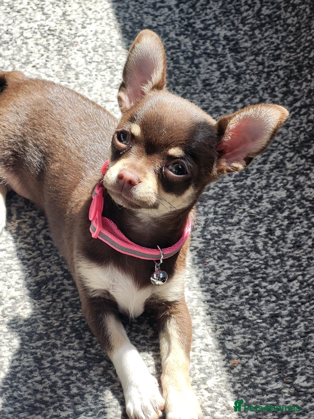 Chihuahua dogs for sale: Chihauhuas For Sale - Image 9