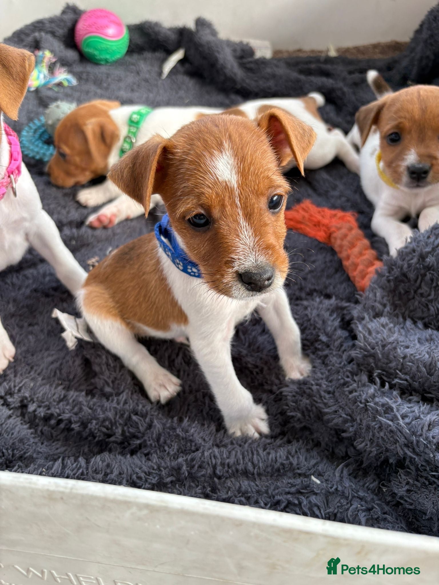 Jack Russell dogs Beautiful Jack Russell Puppies - Advert 2