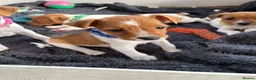 Jack Russell dogs for sale: Beautiful Jack Russell Puppies - Advert 2