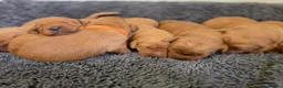 Labradoodle dogs for sale: LABRADOODLES F1 ( HEALTH TESTED PARENTS & G/PARENT - Advert 5