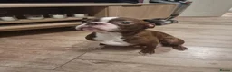 Boston Terrier dogs for sale: Stunning Boston Terrier Puppies - Advert 5