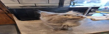 Mixed Breed Kitten 1