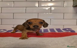 Miniature Dachshund dogs for sale: Full of champions!!! pra clear mini dachshunds in South Shields - Image 13