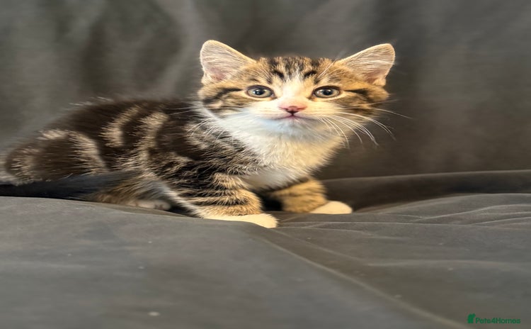 Scottish Fold cats - Advert 1