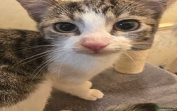 British Longhair cats for sale: Loving Kittens Ready for Homes - Image 2