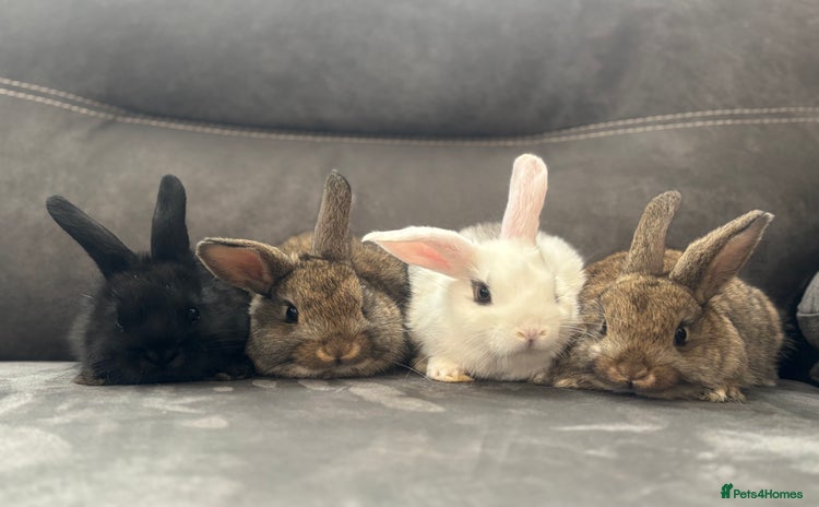 Mini Lion Lop rabbits - Advert 11
