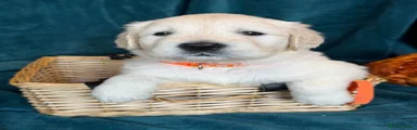 Golden Retriever 5