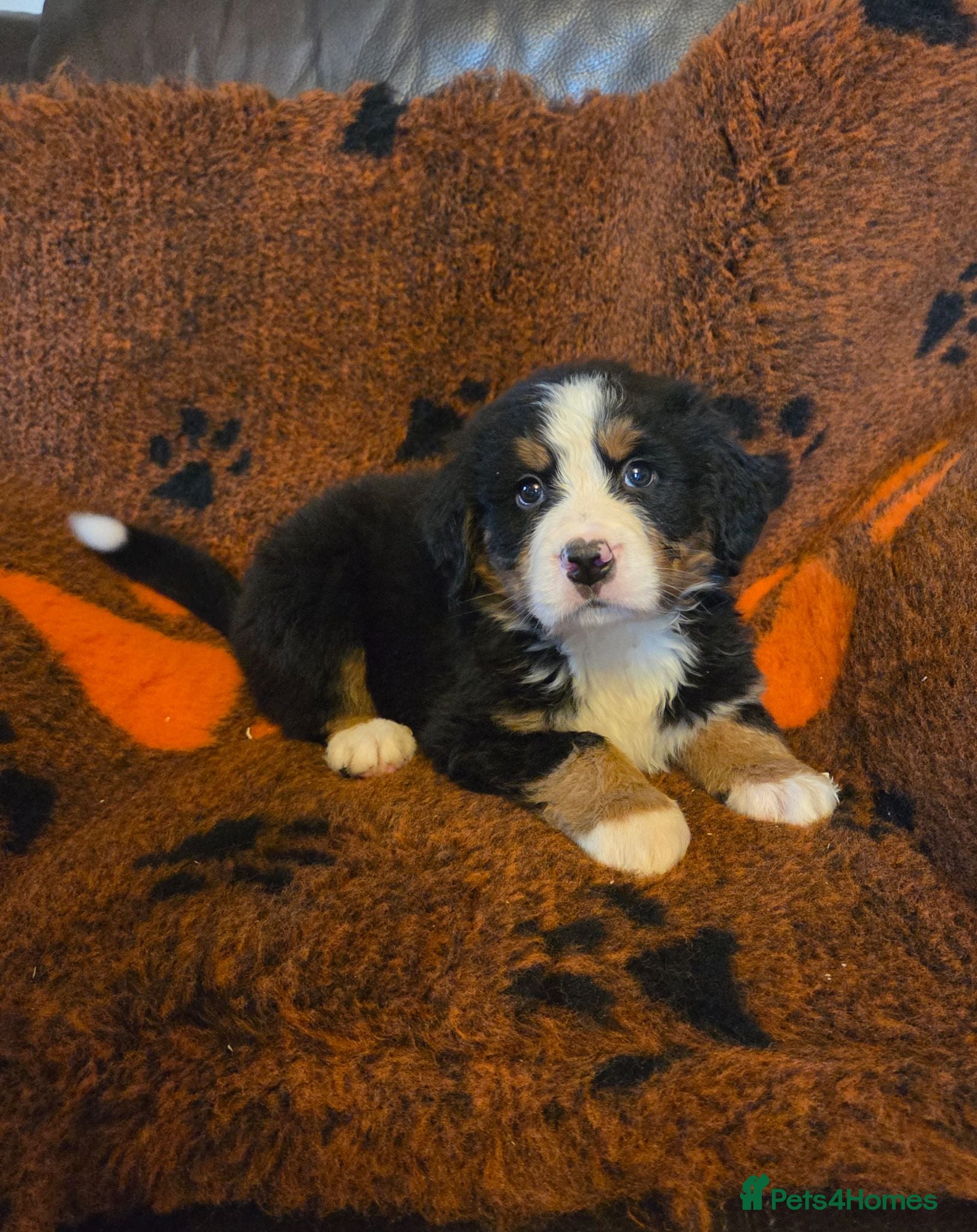 Bernese Mountain Dog dogs Gorgeous Bernese Mountain Dog Puppies  - Advert 1