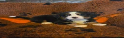 Bernese Mountain Dog dogs for sale: Gorgeous Bernese Mountain Dog Puppies  - Advert 1