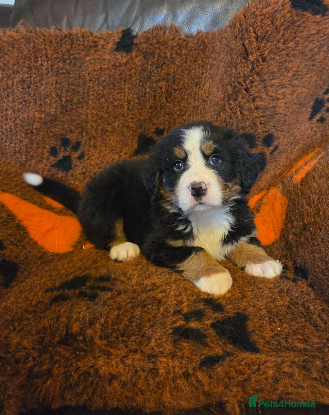 Bernese Mountain Dog dogs for sale: Gorgeous Bernese Mountain Dog Puppies  - Advert 1