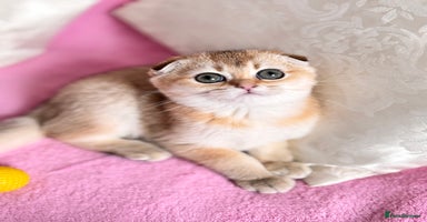 Scottish Fold cats High quality TICA pedigree kittens  - Advert 4