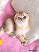 Scottish Fold cats High quality TICA pedigree kittens - Advert 4
