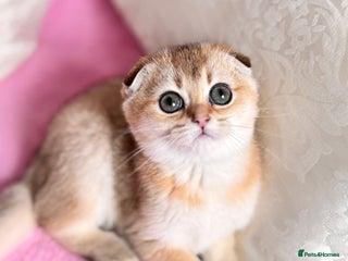 Scottish Fold cats High quality TICA pedigree kittens - Advert 6