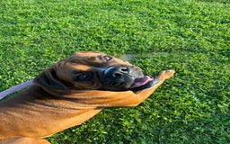 Boxer dogs for sale: Beautiful Boxer Puppies – Due Mid-November - Image 9