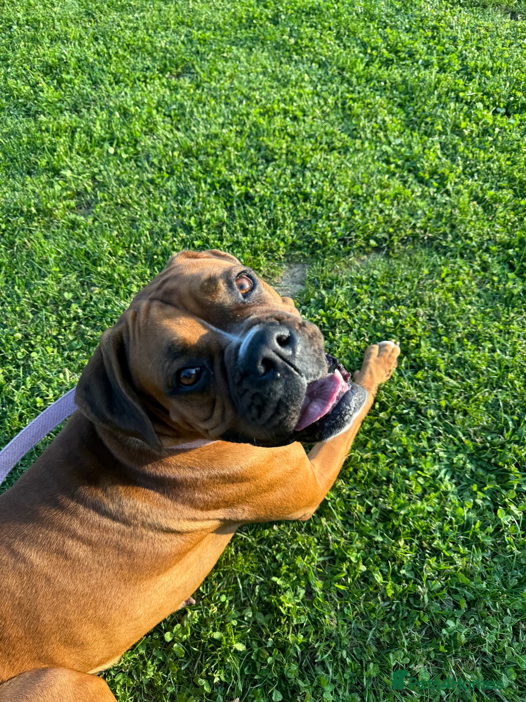 Boxer dogs for sale: Beautiful Boxer Puppies – Due Mid-November - Image 9