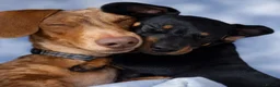 Miniature Dachshund dogs for sale: LAST PUPPY LEFT! BLACK AND TAN GIRL - Advert 4